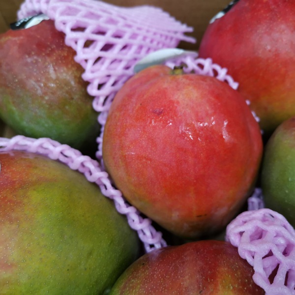 Mango Kent importación madurado en árbol